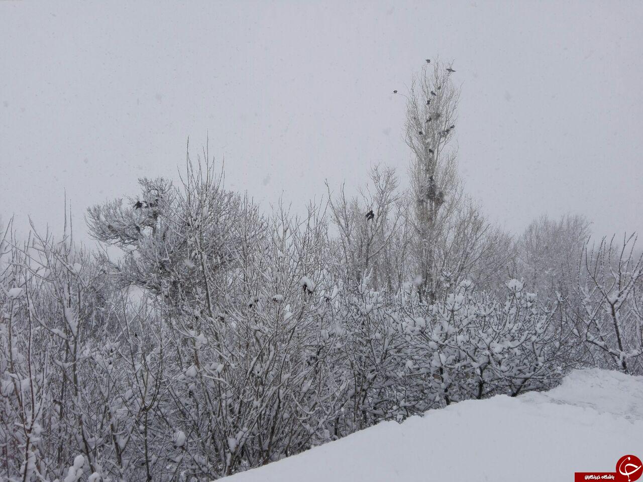 نمای برفی زیبا در فریدون + تصاویر
