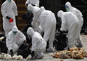 مرگ ۷۹ نفر در چین، بر اثر آنفلوآنزای پرندگان