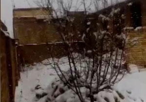 بارش زیبای برف در صفاشهر + فیلم