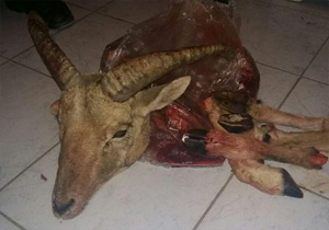 دستگیری شکارچی قوچ وحشی در گچساران