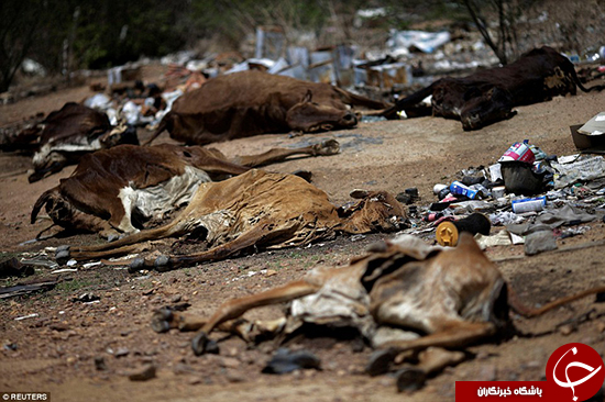 خشکسالی در برزیل بیداد می‌کند +تصاویر