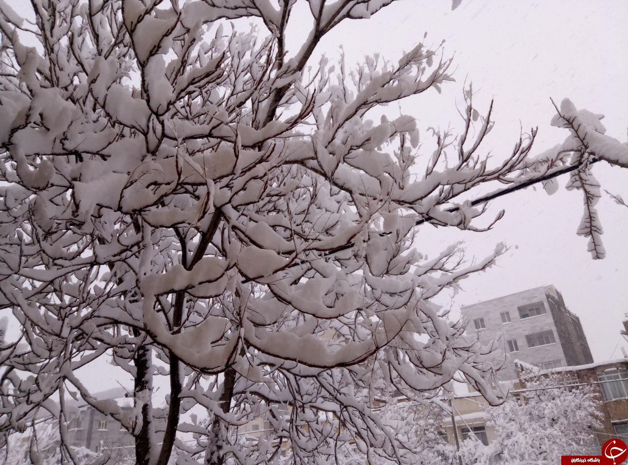 برف مشهد را سفیدپوش کرد +تصاویر