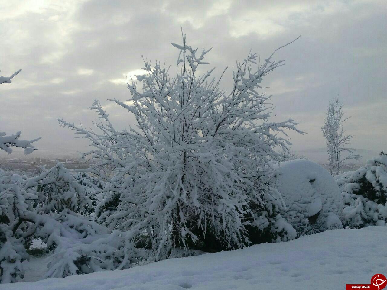 مناظری زیبا از بارش برف مازندران+ تصاویر