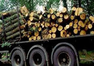 کشف چوب جنگلی قاچاق در چالوس