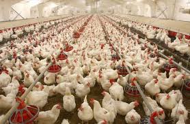 ورود هرفراورده مرغی مشکوک، به استان کرمان ممنوع