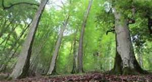 تنفس تدریجی در جنگل های شمال کشور