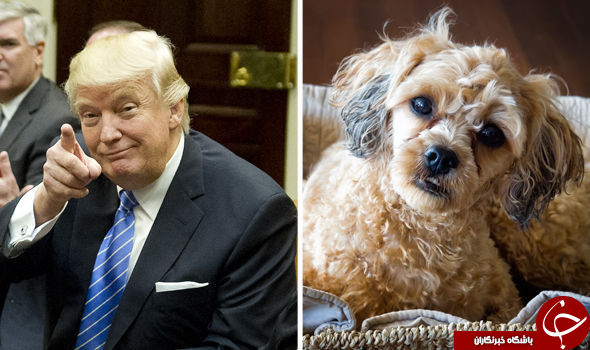 توله سگی که دونالد ترامپ قرار است خریداری کند+ تصاویر