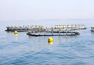 پرورش ماهی در قفس فرصت پیش روی شیلات/ تولید ماهی در قفس شعاری بیش نیست