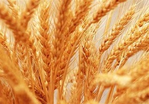 تولید بیش از ۹۰۲ هزار تن گندم در اردبیل
