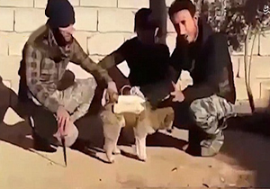 روش کثیف داعش برای عملیات انتحاری + فیلم