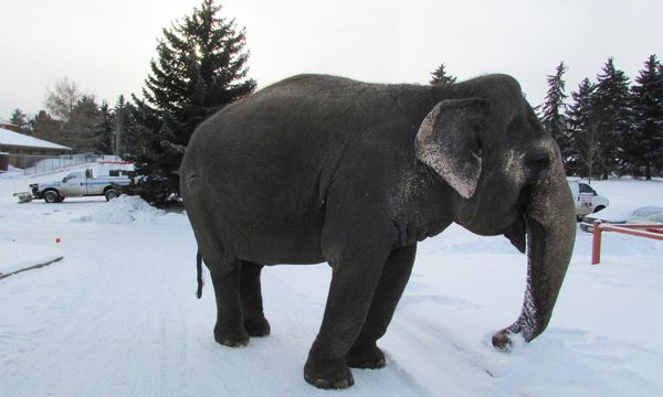 روزگار سخت یک فیل در دمای منفی 20 درجه + تصاویر