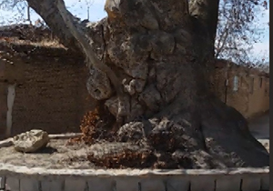 درخت 700 ساله در «دررود» + فیلم