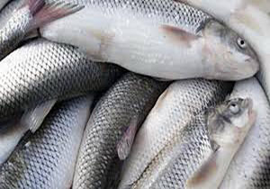 تولید 27 هزار تن ماهی در لرستان