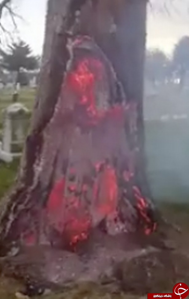 درختی که از درون آن شعله‌های آتش زبانه می‌کشد+عکس