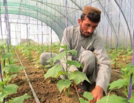 افزایش ساخت گلخانه‌ها در افغانستان پس از بسته شدن مرزهای پاکستان