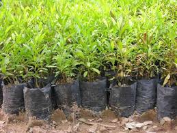 توزیع رایگان 15 هزار اصله درخت در رفسنجان