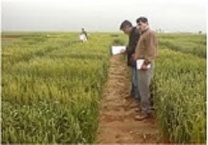 وجود ۳۰۰ ایستگاه تحقیقات کشاورزی در کشور