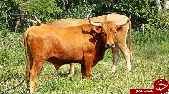 گاوها برای نجات پلنگ‌ها استخدام می‌شوند +عکس