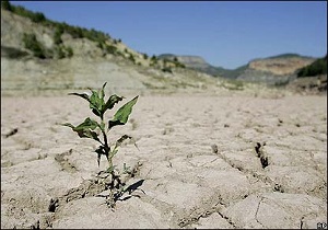 خشکسالی و کمبود رطوبت اصلی‌ترین دلایل خشکیدگی‌ بلوط