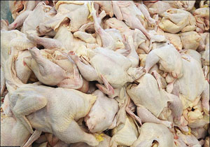 مرغ ۷۵۰۰ تومان است/ از گران‌فروشان نخرید!
