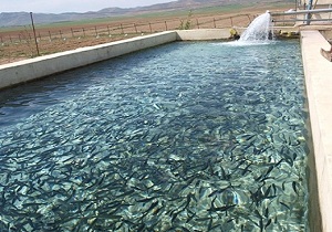 تولید 30 تن انواع ماهی خاویاری درکرمانشاه
