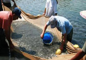 رودخانه های شیلاتی مازندران امن برای ماهیان مولد
