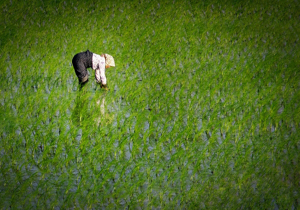 پرداخت 20 درصدی غرامت بيمه برنج به کشاورزان
