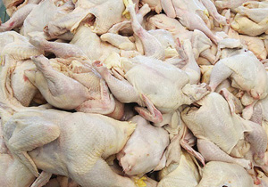 نرخ مرغ کشتار در بازار