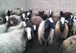 ارزآوری از صادرات گوسفند به کشورهای عربی چقدر بوده است؟