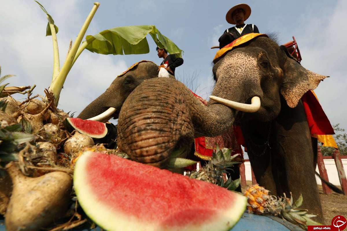 بزرگداشت روز ملی فیل در تایلند! + تصاویر