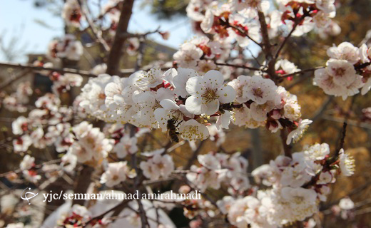 به شکوفه نشستن درختان در آستانه بهار + تصاویر