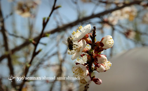 به شکوفه نشستن درختان در آستانه بهار + تصاویر