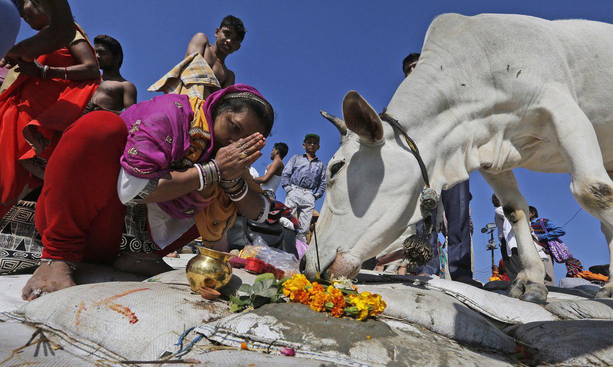 حبس ابد؛ مجازات کشتن گاو یا مصرف گوشت آن در ایالت گجرات هند