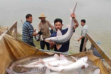 صید 30هزار تنی ماهی در جاسک