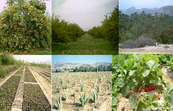 استان همدان در 29 محصول رتبه اول منطقه و کشور را داراست
