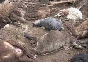 مرگ 190 راس گوسفند در کازرون