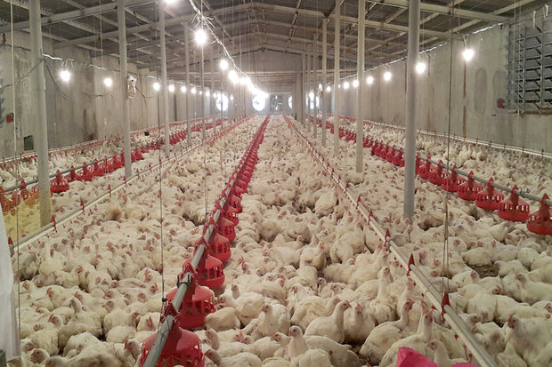 گسترش شیوع آنفلوانزا در ۲۱ استان/ افزایش نرخ تخم‌مرغ در مرغداری‌ها
