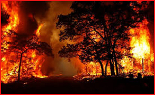 تهدید تکراری آلودگی هوا تا آتشی که جنگل‌های مرزی را سوزاند