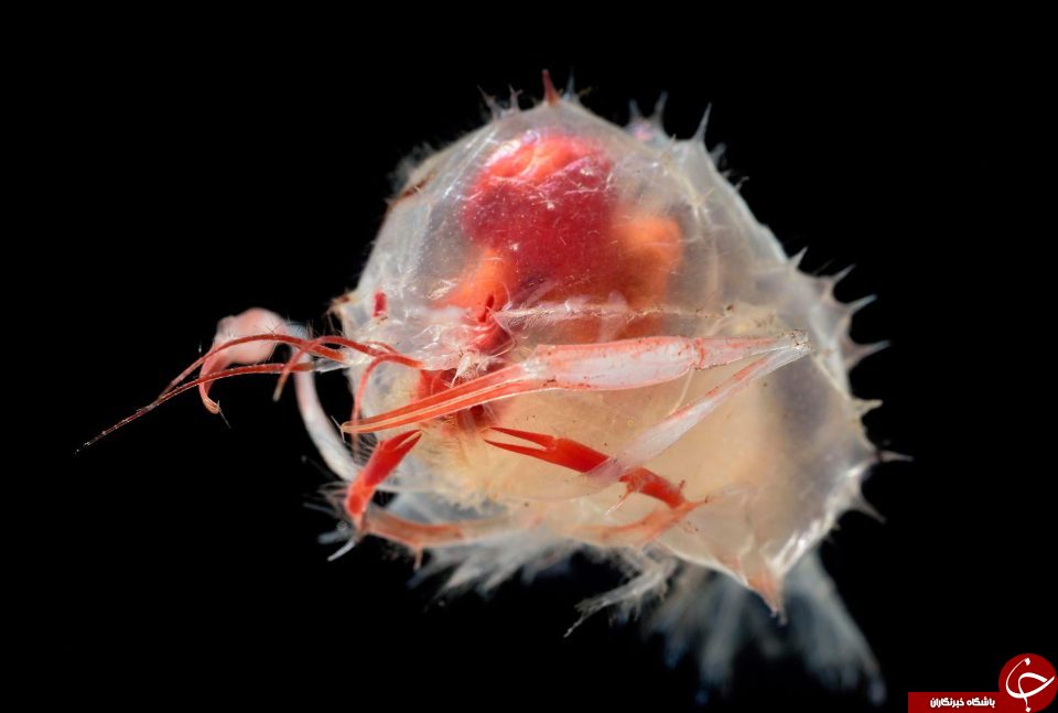 موجودات عجیب دریایی که شاید تا بحال ندیده اید + تصاویر