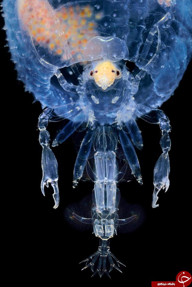 موجودات عجیب دریایی که شاید تا بحال ندیده اید + تصاویر