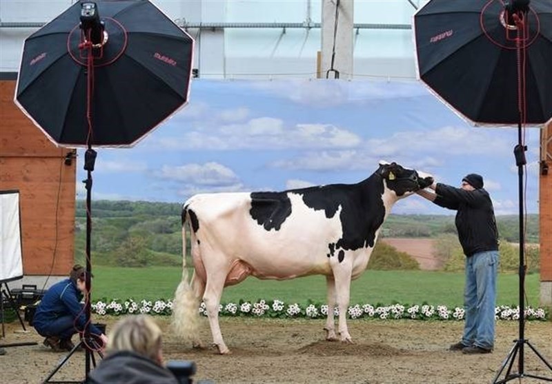 برگزاری مسابقه‌ای برای شناسایی بهترین گاو شیرده +تصاویر