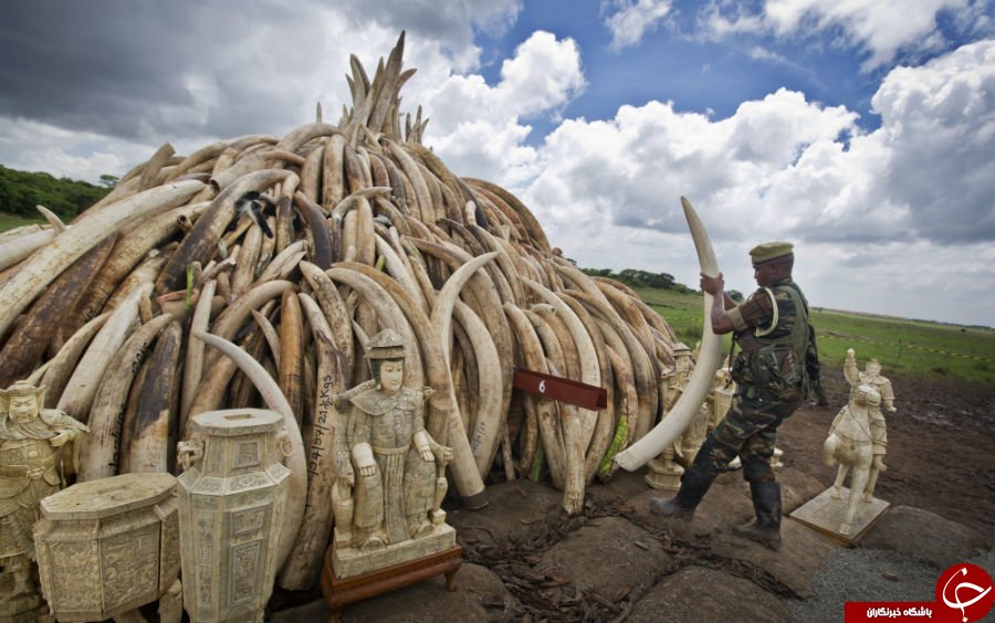 سوزاندن 105 تن عاج فیل و کردگدن در کنیا+ تصاویر