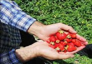 کردستان، قطب تولید توت فرنگی درکشور