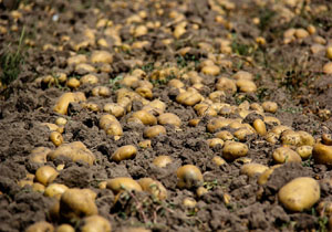 برداشت هزار و 600 تن سیب‌زمینی از مزارع جاسک