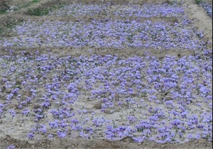 تقاضای 11 تن پیازچه زعفران از جهاد کشاورزی برای کشت در ارشق
