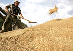 افزایش برداشت گندم در بخش احمدی حاجی آباد