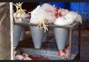 ممانعت از فعالیت فروش مرغ زنده در شهرستان پیرانشهر