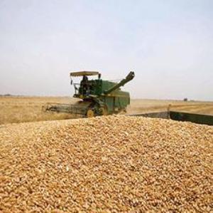 کشت گندم در بیش از ۵۰ هزار هکتار از اراضی کشاورزی همدان