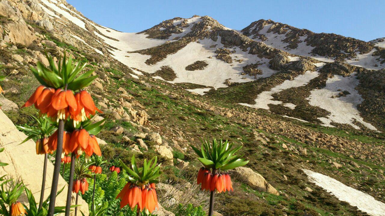 شهروندخبرنگار: عطر زندگی در کوه‌های شاهو می‌وزد + تصاویر