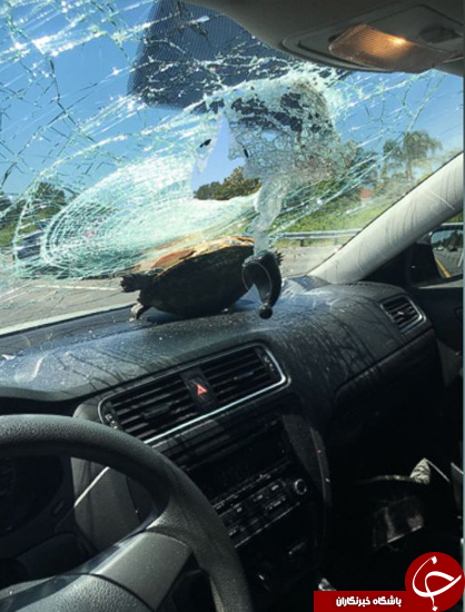 سقوط لاک‌پشت پرنده روی شیشه ماشین + تصاویر